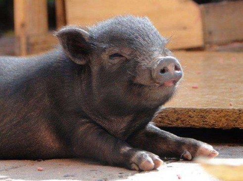 Cuanto dura el embarazo de un cerdo vietnamita