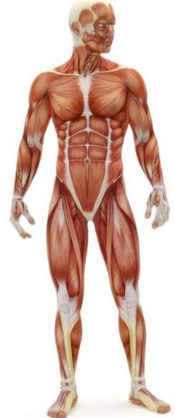 Cuantos musculos tiene el cuerpo humano en total